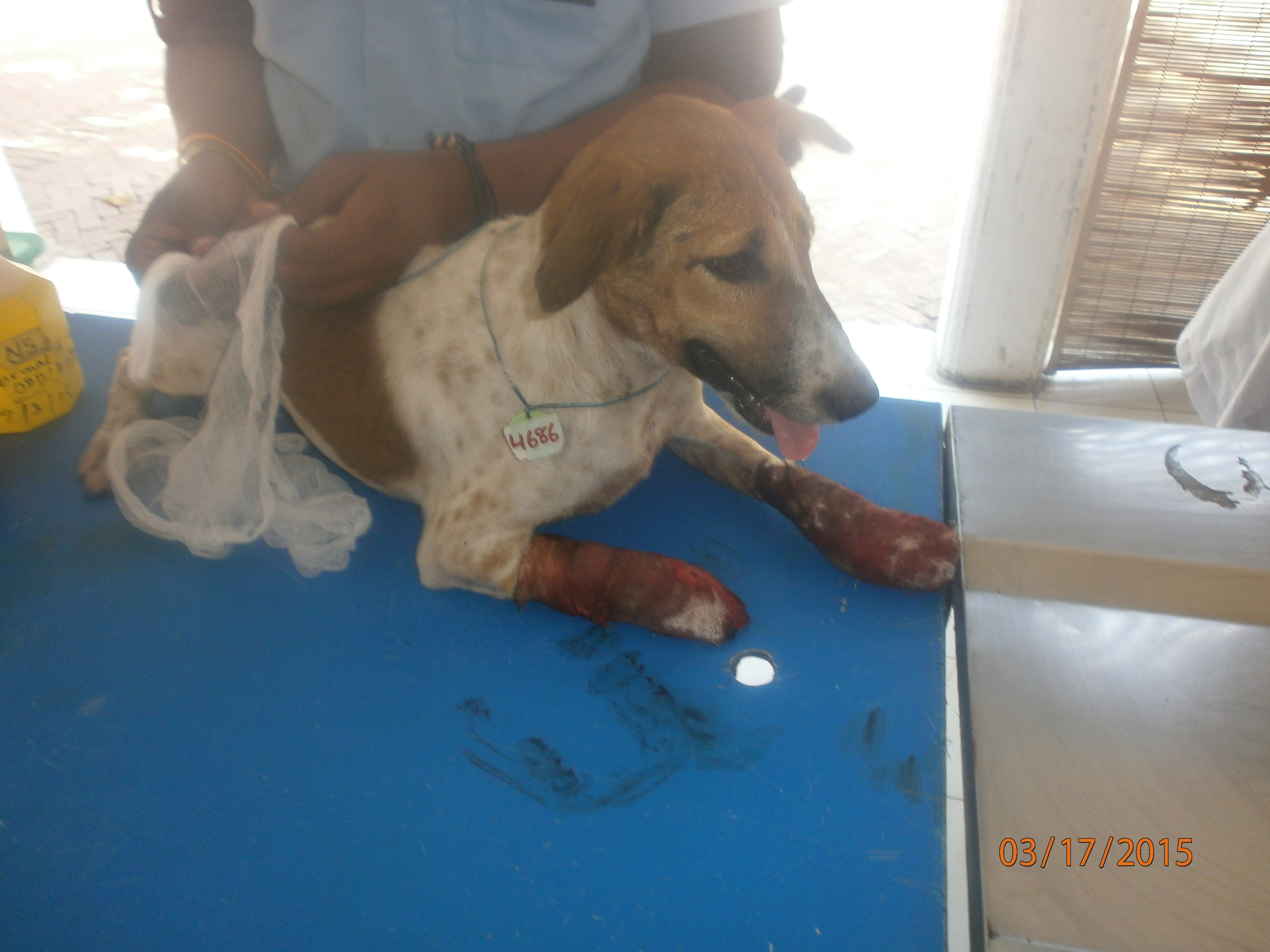 The dog got to JCT after the accident. 