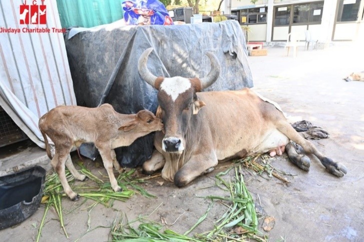 animal-6