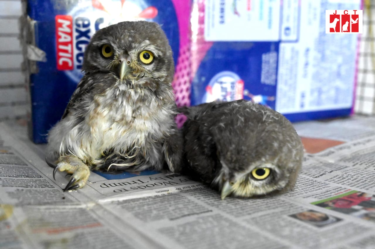 When You Should—and Should Not—Rescue Baby Birds